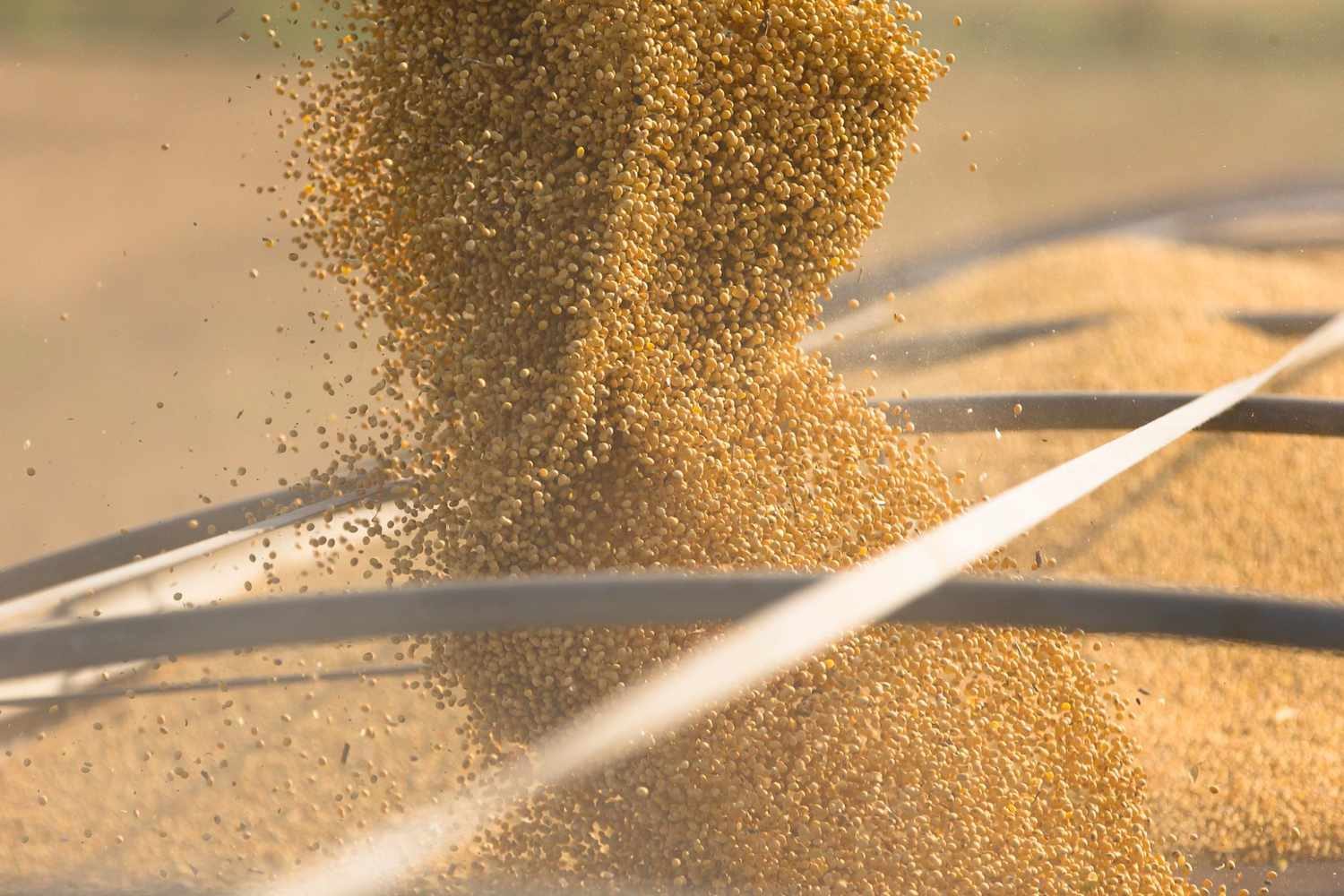 بقيادة فول الصويا.. ارتفاع مبيعات الحبوب الأرجنتينية مع إغلاق فجوة العملات الأجنبية