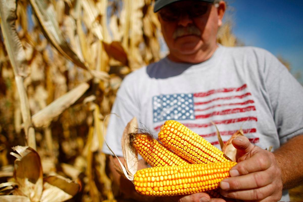 انسحاب الصين من الذرة الأمريكية يجعلها أرخص بالنسبة لبقية آسيا