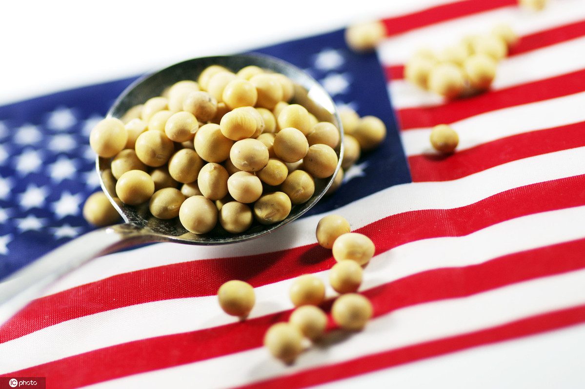 الولايات المتحدة تدرس أفريقيا كوجهة محتملة لتصدير فول الصويا