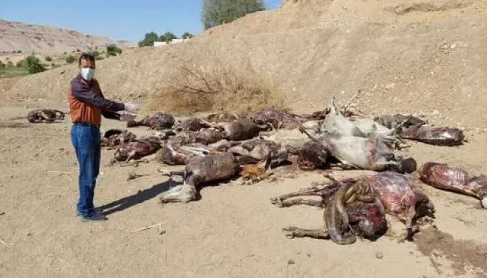 لأجل إطعام الكلاب.. كشف غموض واقعة العثور على حمير مذبوحة في العاشر من رمضان