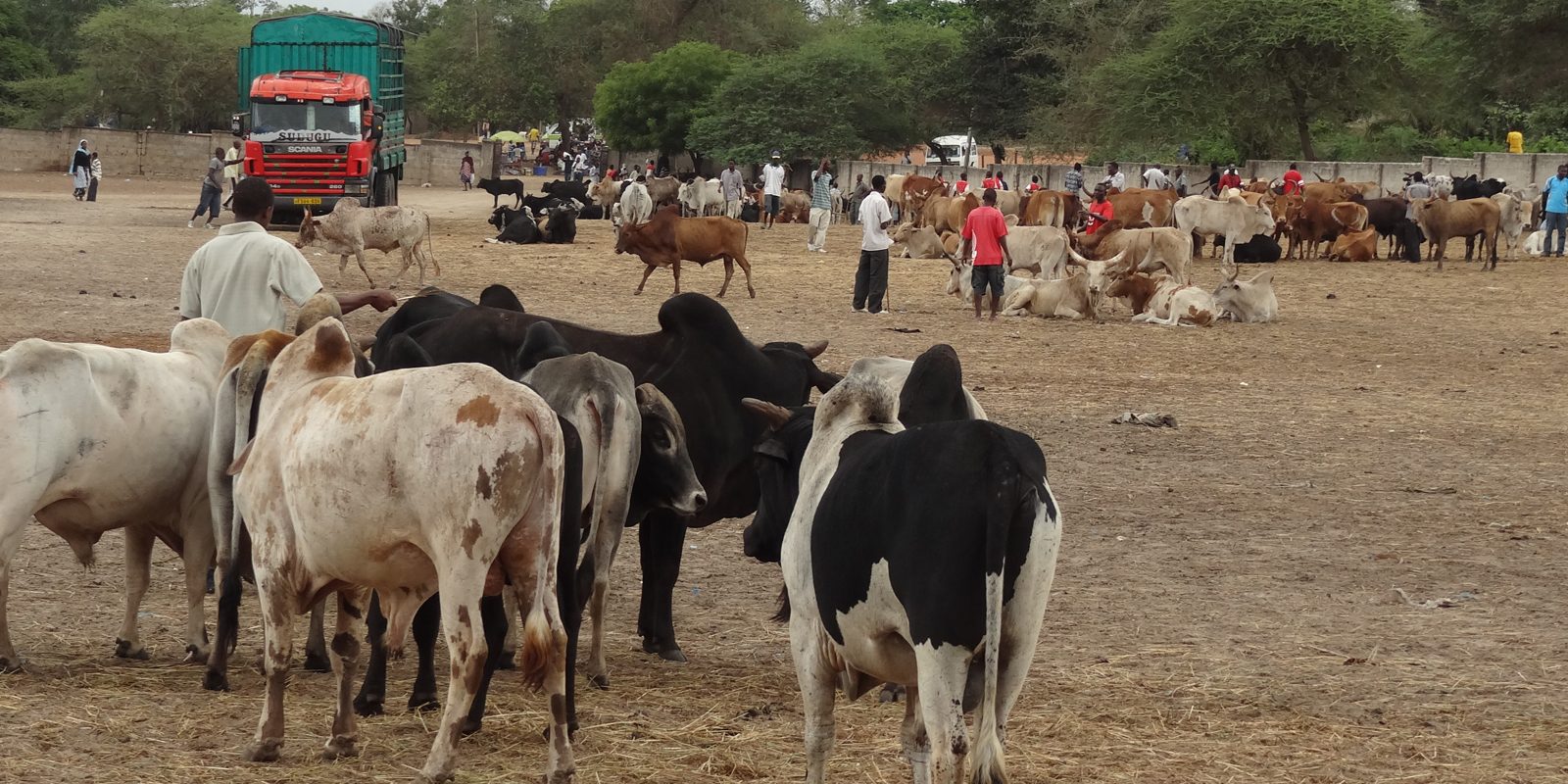 تاجر مواشي لـ"قلم بيطري": ركود حاد فى أسواق الماشية مع اقتراب عيد الأضحى المبارك
