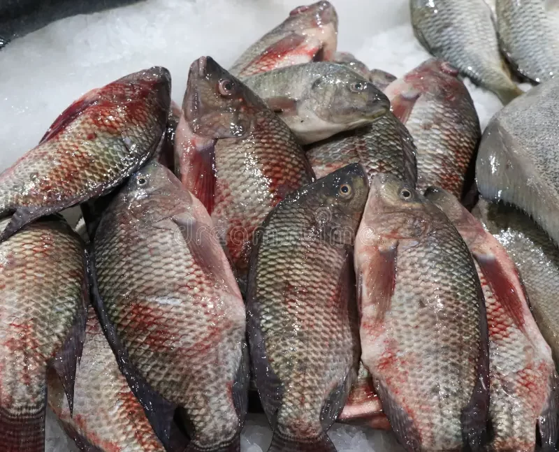 خاص| عن مقاطعة الأسماك.. كاوادايس فيد: القطاع يتأثر وسينعكس سلباً علي موسم الإنتاج القادم