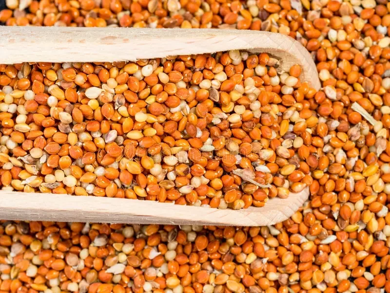 مؤشر أسعار الحبوب العالمية يرتفع بنسبة 6% في مايو