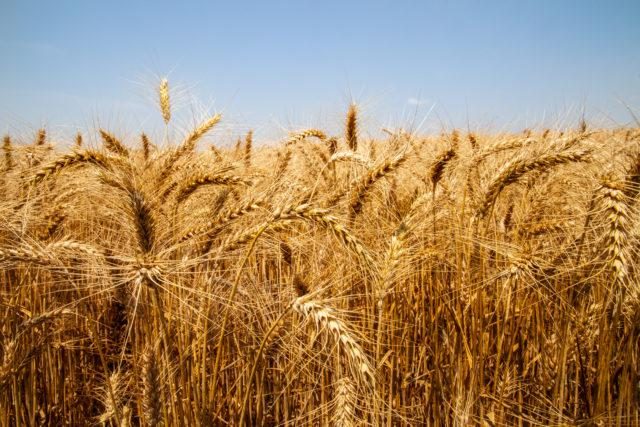 ارتفاع مبيعات القمح الأمريكي بنسبة 58% إلى 457.900 طن.. ضمن توقعات المحللين
