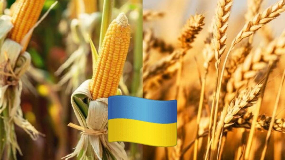 إنتاج الذرة في أوكرانيا يرتفع 15% بفضل الطقس المناسب