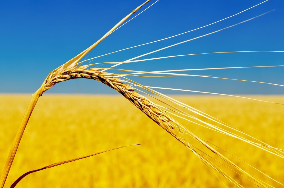 انخفاض صادرات الحبوب الأوكرانية بأكثر من 6 ملايين طن في العام 2025