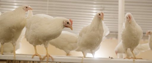 خاص| ثروت الزيني يكشف ملامح سوق الدواجن في شهر رمضان