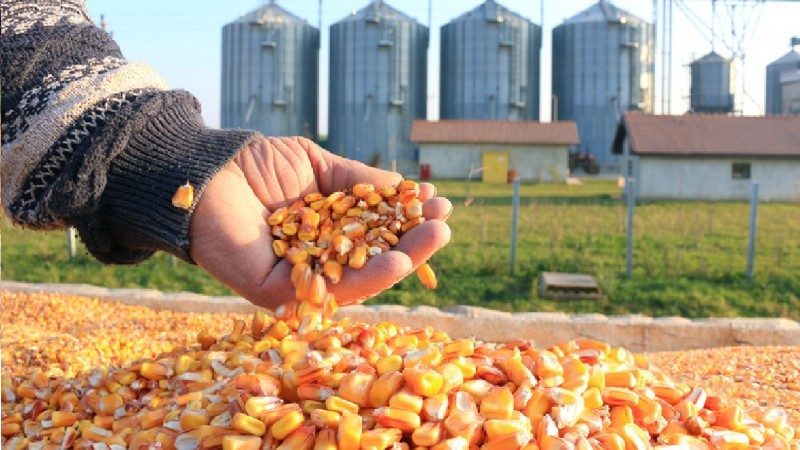 انخفاض عمليات تفتيش الذرة الأسبوعية في الولايات المتحدة إلى 569,735 طنًا