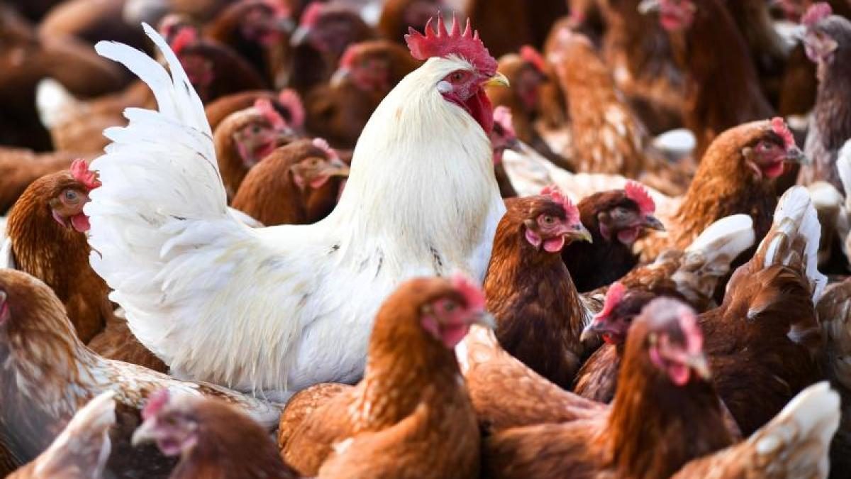 أسعار الدواجن والبيض والكتاكيت اليوم الثلاثاء بالمزارع