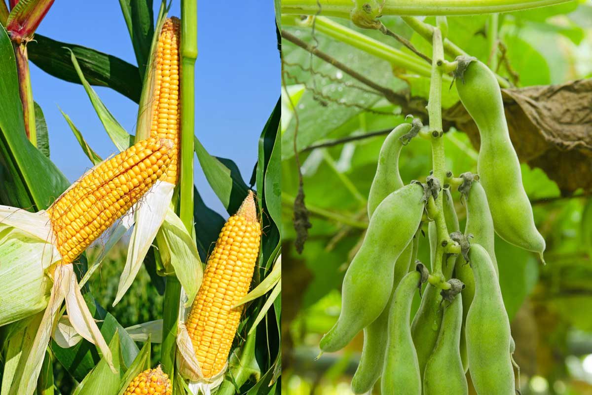 محاصيل الذرة وفول الصويا في الولايات المتحدة تتدهور للأسبوع الثاني على التوالي