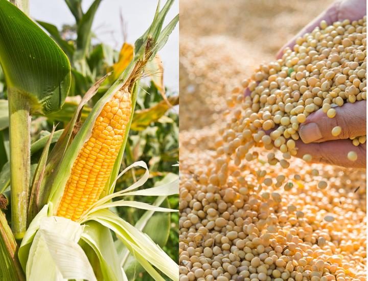 زراعة الذرة في أوكرانيا تخسر أمام فول الصويا والنقص النقدي يحد من التبديل