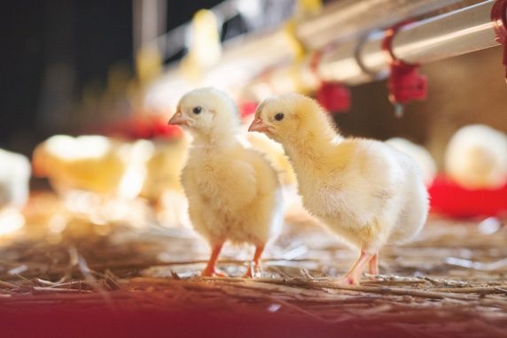 نيوجين للكتاكيت لـ”قلم بيطري”: تحرك في خريطة الأسعار بدءا من الأسبوع المقبل