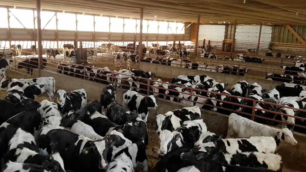 طارق سليمان لـ"قلم بيطري": أكثر من 42 ألف مستفيد من المشروع القومي للبتلو من صغار