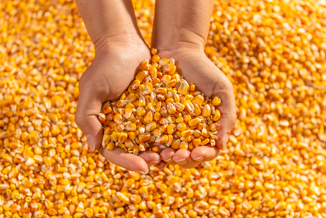 بنسبة 19%.. تراجع عمليات الفحص لشحنات الذرة بالموانئ الأمريكية إلى 1.12 مليون طن