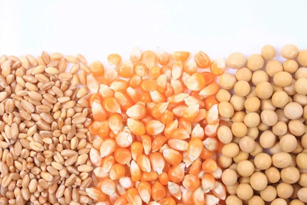 الشحنات الأسبوعية من فول الصويا والذرة والقمح الأمريكية ضمن توقعات السوق