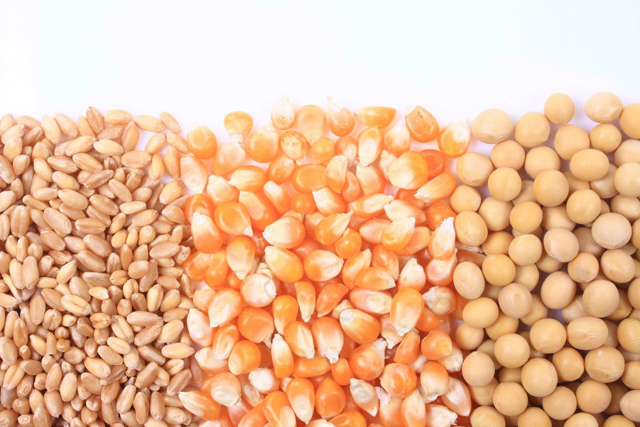 أوكرانيا تعلن زراعة ما يقرب من 7 ملايين هكتار بالحبوب والبذور الزيتية