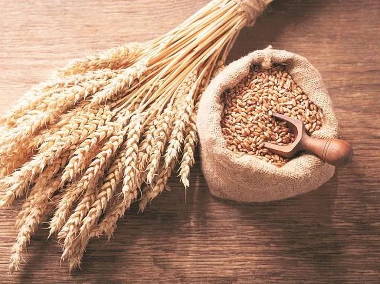 جورجيا تزيد وارداتها من الحبوب الروسية في عام 2025