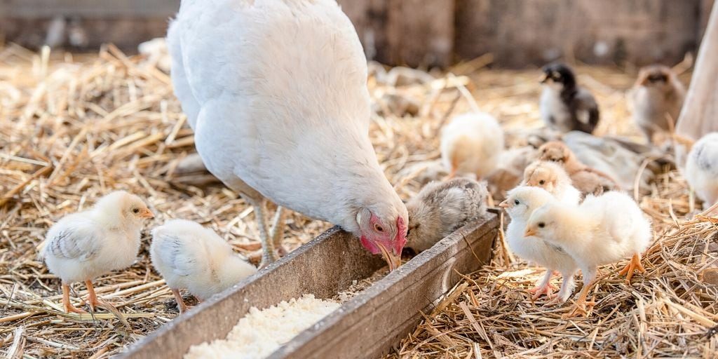 أحمد رمزي لـ"قلم بيطري": أسعار الدواجن الحالية "حركة وهمية"