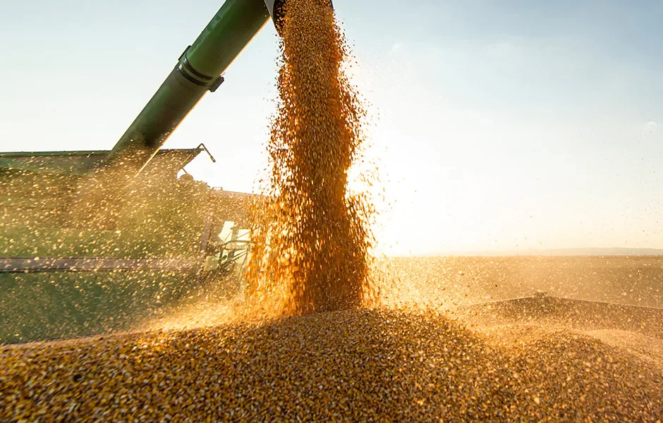 مبيعات الذرة الأسبوعية في الولايات المتحدة تقفز بنسبة 55%
