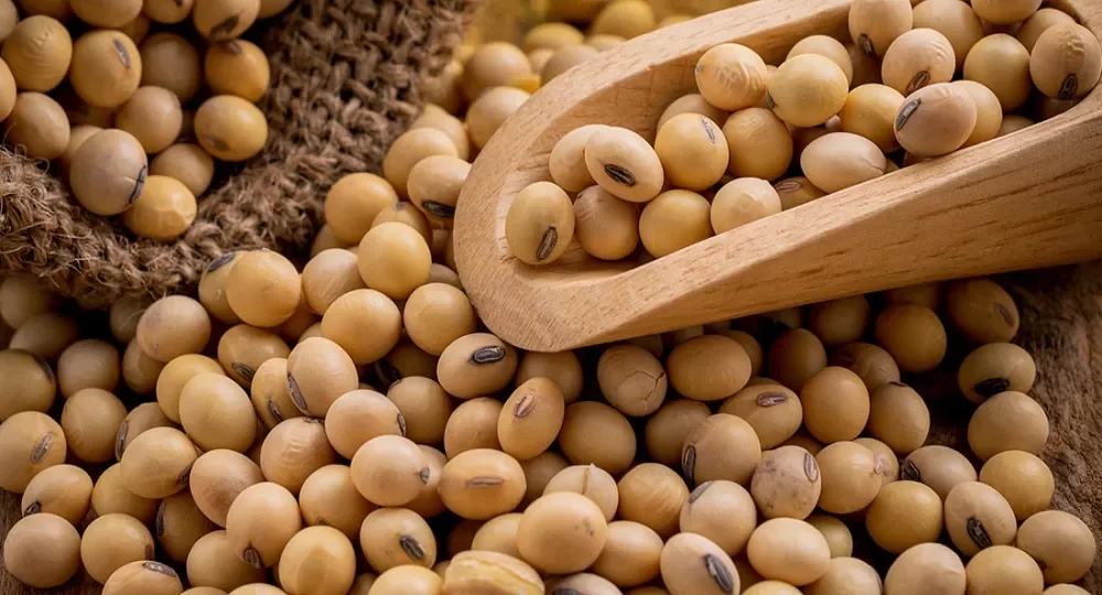 الزراعة الأمريكية