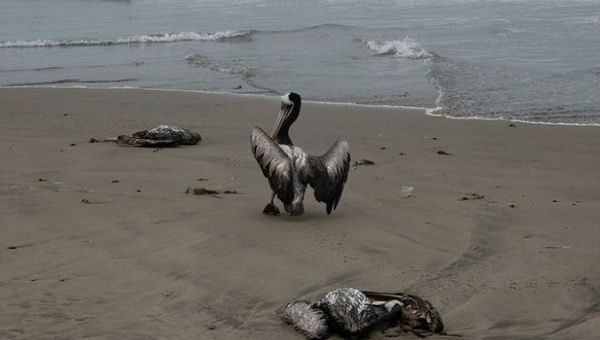 ظهور متغير جديد من أنفلونزا الطيور في هولندا