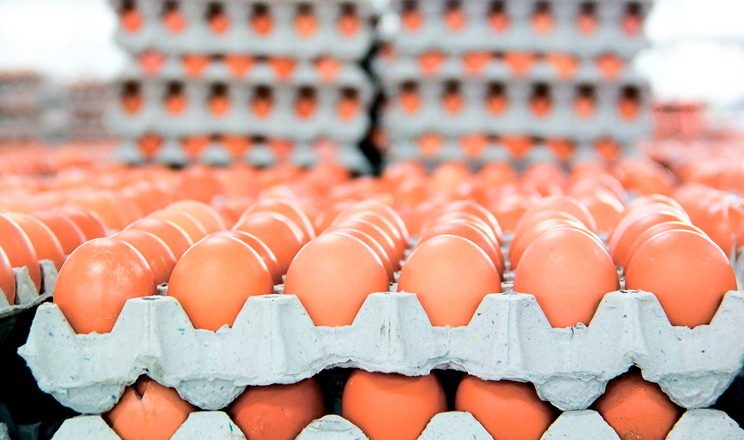 أوكرانيا تبدأ تصدير البيض إلى الخارج بمعدلات قياسية
