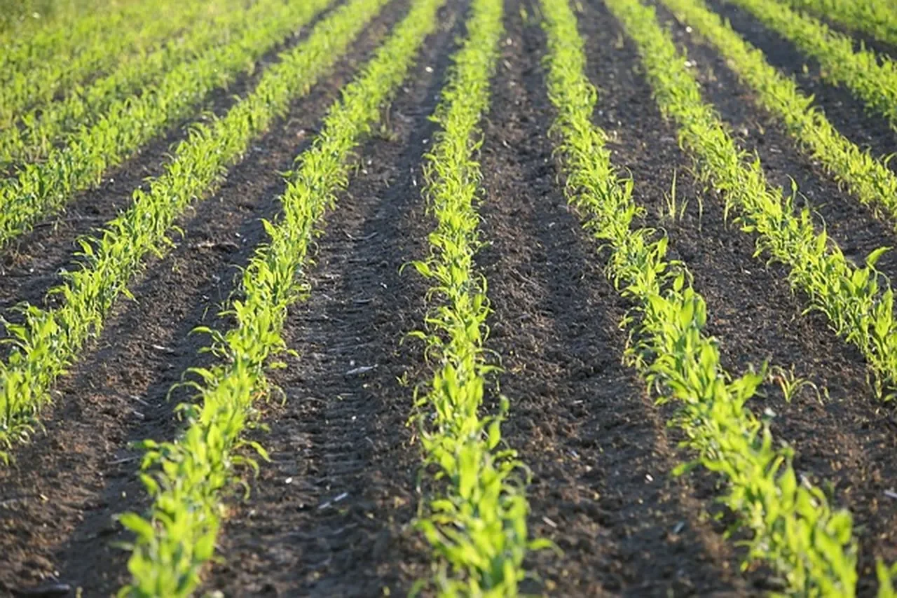 زراعة المحصول الثاني من الذرة تصل إلى 0.8٪ في البرازيل