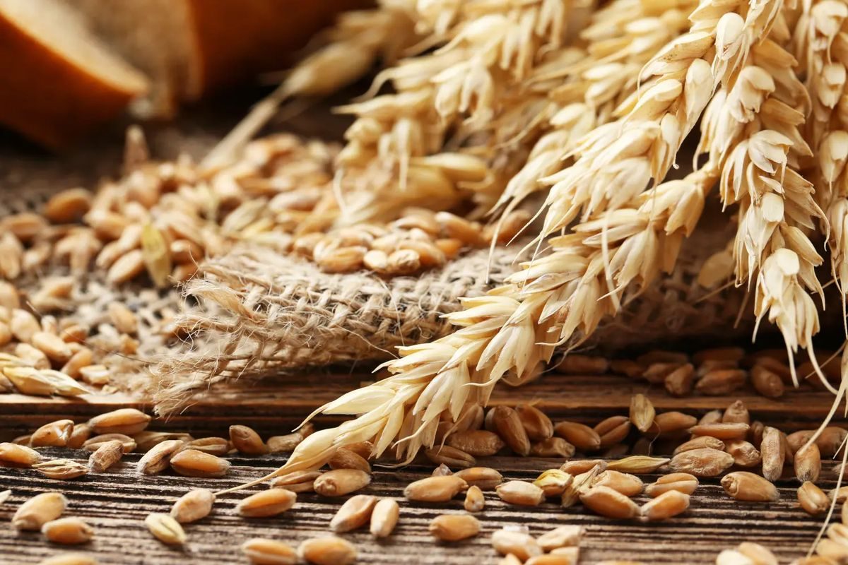 روسيا ترفع الرسوم الجمركية على صادرات القمح أكثر من 4 أضعاف اعتباراً من 3 سبتمبر