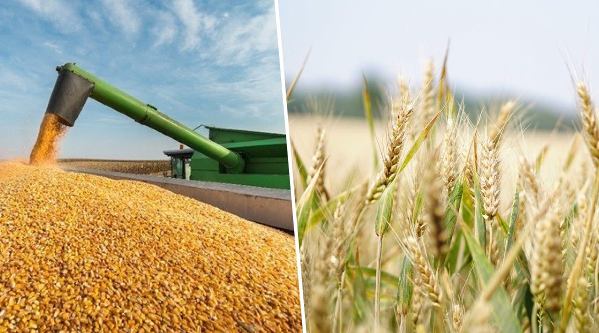 توقعات بارتفاع مخزونات الحبوب العالمية إلى 925.5 مليون طن في نهاية موسم 2026