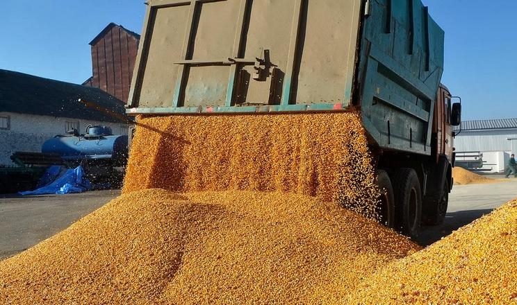 الطلب والأسعار تدعم زيادة إنتاج الذرة والذرة الرفيعة في المكسيك