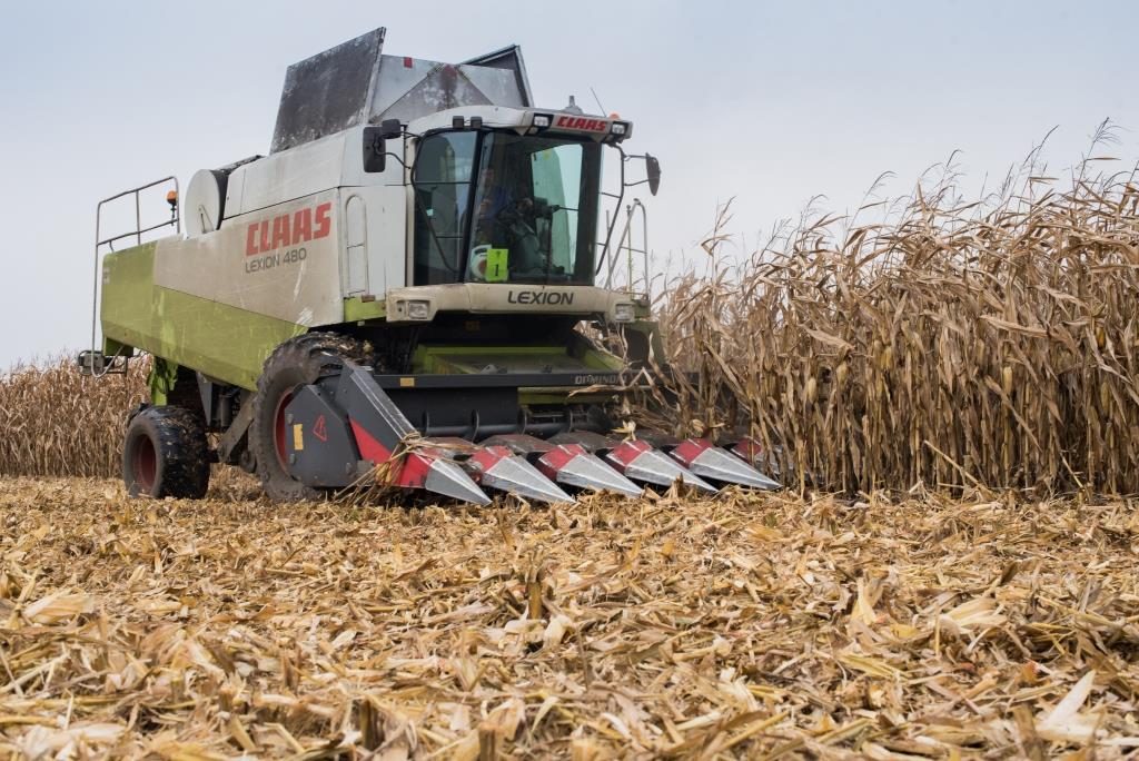 أوكرانيا تحصد 10.36 مليون طن من الذرة و 3.94 مليون طن فول صويا