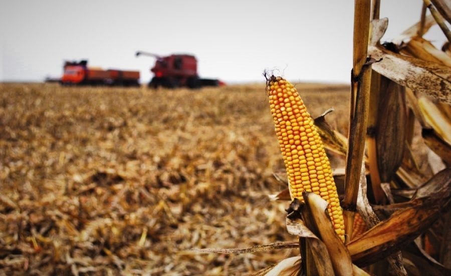 أوكرانيا تحصد 23.5 مليون طن ذرة و4.7 مليون طن فول صويا