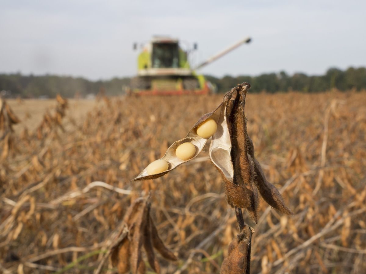 أوكرانيا تتوقع حصاد 5.3-5.6 مليون طن فول الصويا في موسم 2025-2026