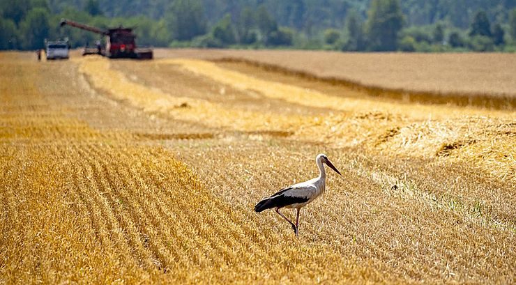 بينهم 1.2 مليون طن ذرة.. أوكرانيا تحصد 2.6 مليون طن من الحبوب