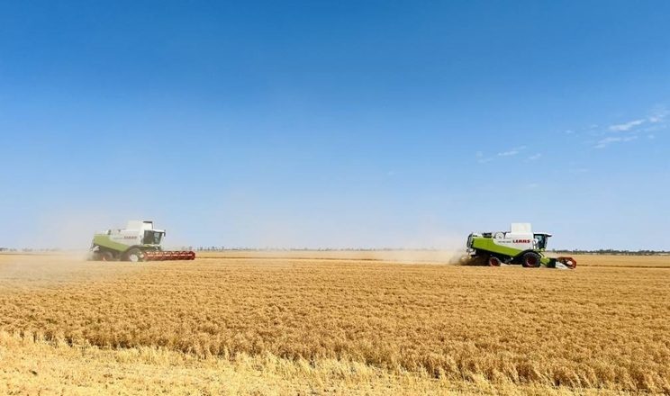 أوكرانيا تحصد 10.347 مليون طن من الحبوب