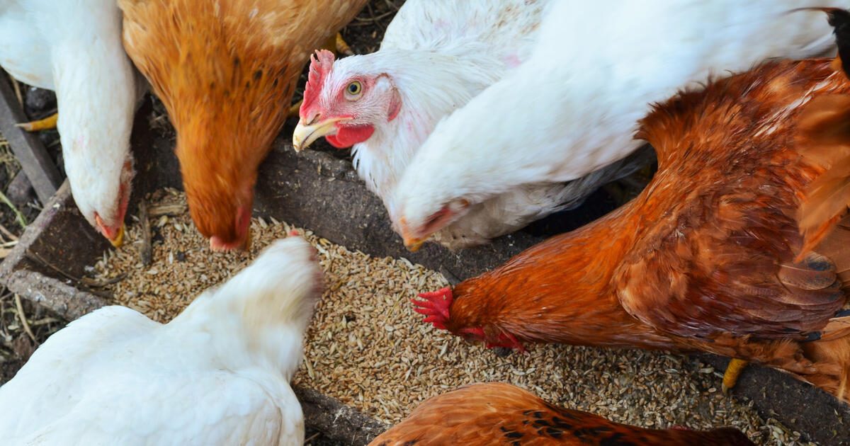 أسعار شركات أعلاف الدواجن