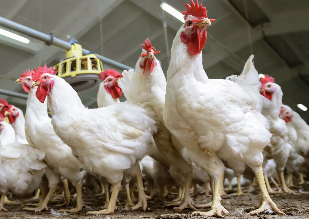 أسعار الدواجن