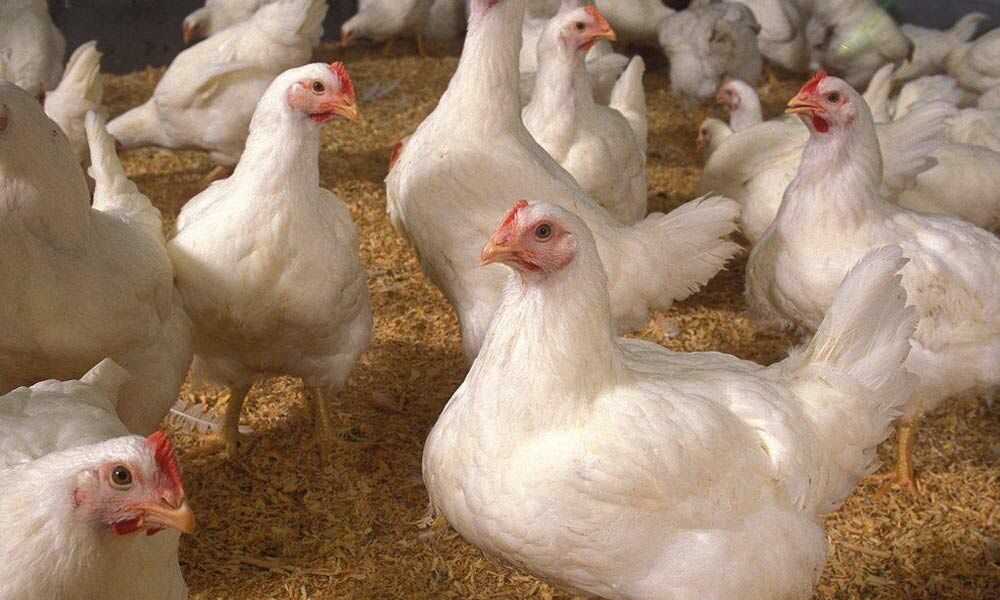 أسعار الدواجن