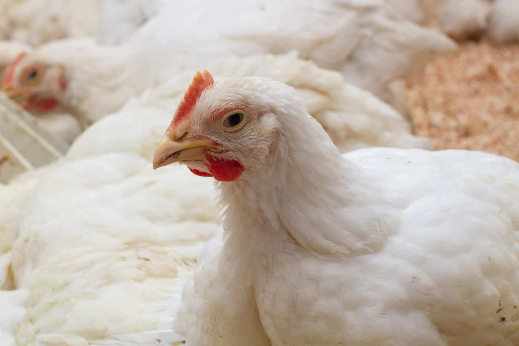 أسعار الدواجن