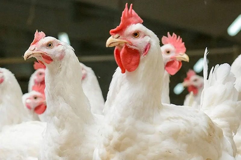 الفراخ البيضاء بـ60 جنيهًا.. أسعار الدواجن اليوم الإثنين في المزارع