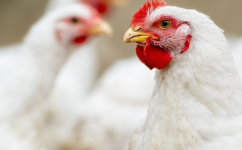 أسعار الدواجن