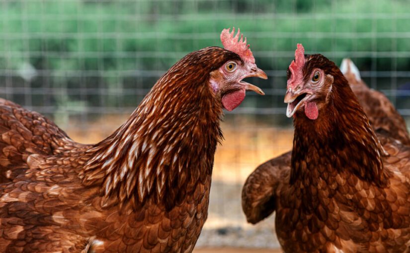 أسعار الدواجن