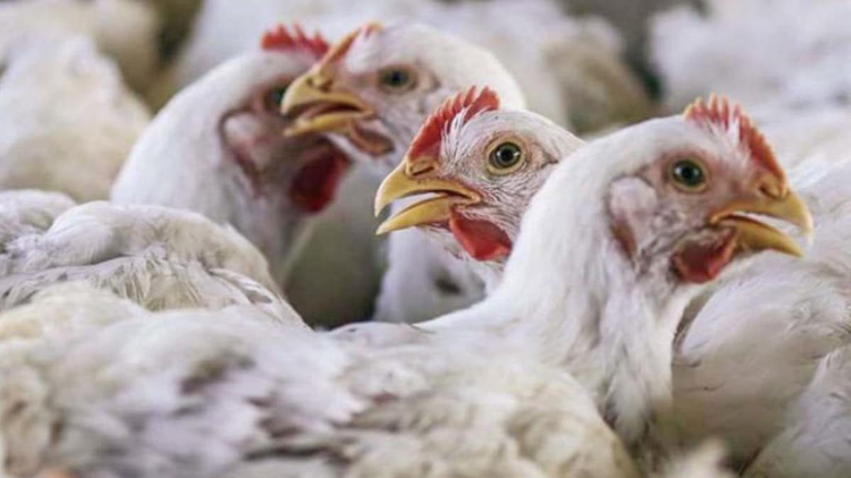 ارتفاع أسعار الدواجن اليوم السبت.. والساسو يسجل 80 جنيه بالمزرعة