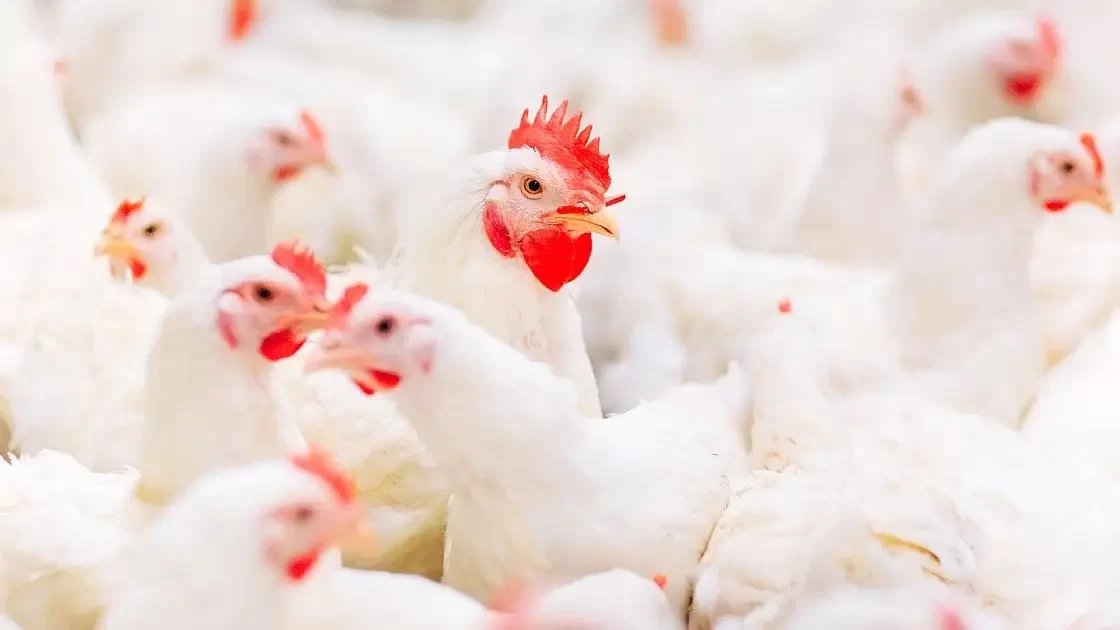 الزيني: قطاع الدواجن مقبل على العودة إلى الاكتفاء الذاتي بعد عجز إنتاجي بلغ 40% في العامين الماضيين