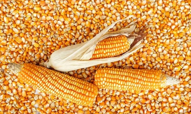 أسعار الذرة