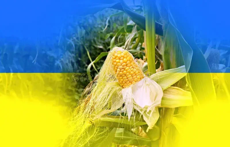 أسعار الذرة