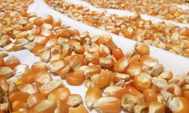 أسعار الذرة