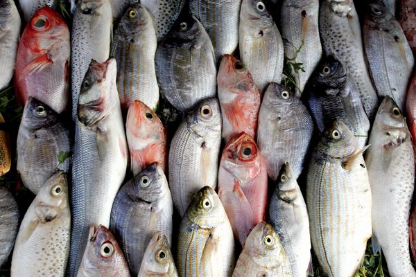 أسعار السمك اليوم الأربعاء في سوق العبور