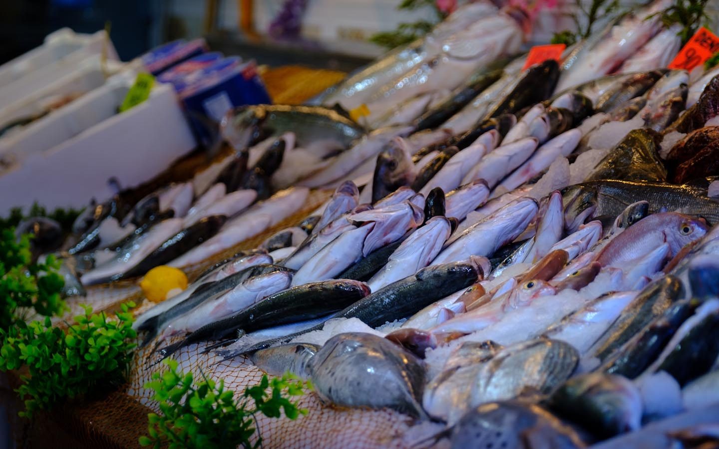 أسعار السمك