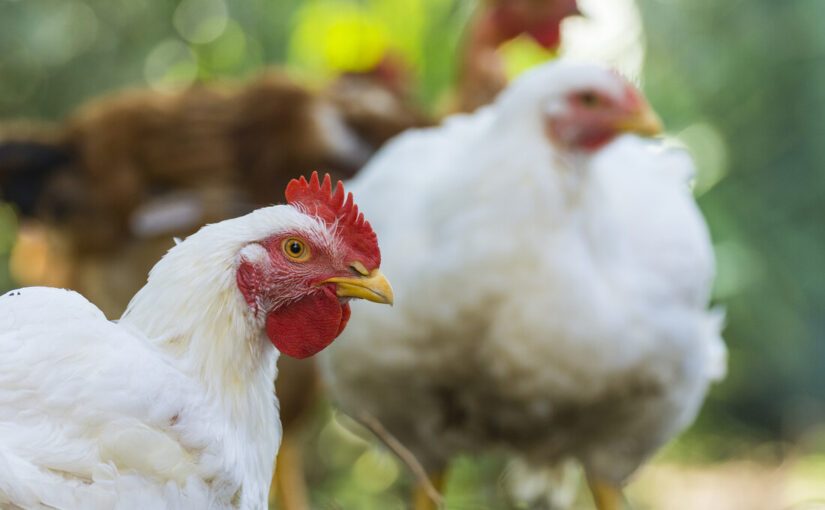 أسعار الدواجن